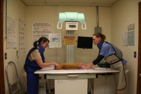 Digital Radiograph