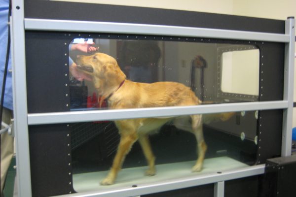 Underwater Treadmill